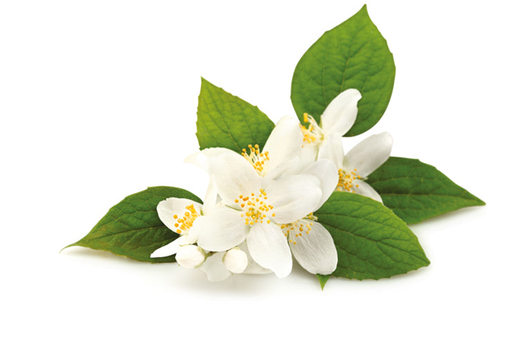 Calming Properties of Jasmine Oil