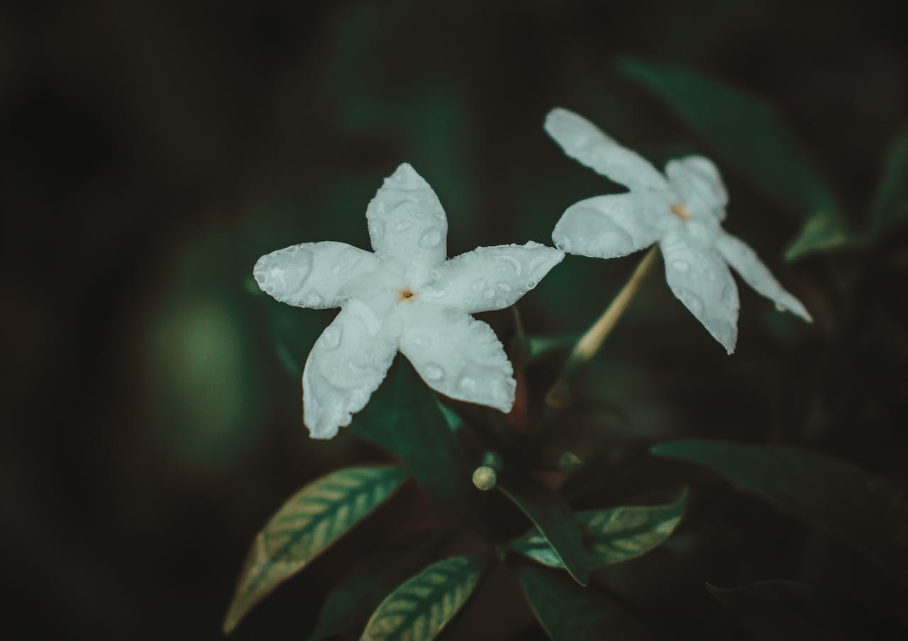 Jasmine Oil and Massage: A Natural Boost for Mind and Body 💆♀️💮