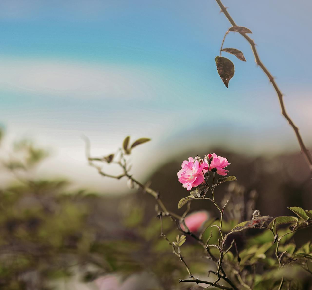 Of Luxury and Rarity: The Bulgarian Rose Oil ๐๐น