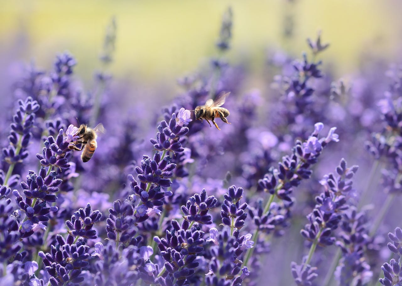 Lavender Oil to the Rescue: A Natural Remedy for Psoriasis 🪻🌿