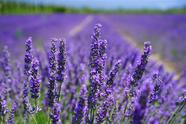 Lavender Love: Delving Deeper into the Enchanting World of Lavender Oil! 🪻