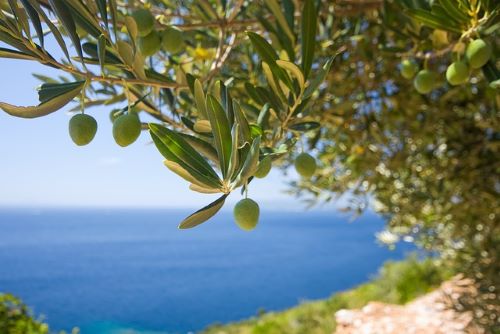 Olive Oil: A Skincare Revelation 🫒